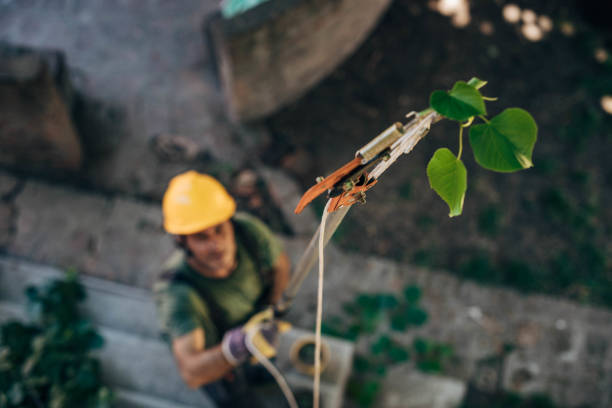 The Steps Involved in Our Tree Care Process in Edgewood, KY